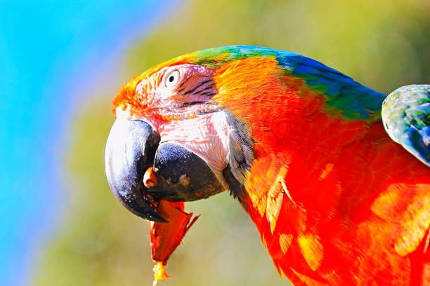 Гранули за папагали - 35106 оферти