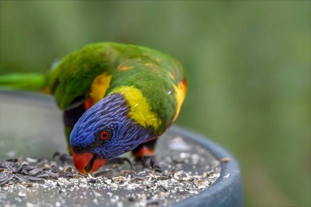 Гранули за папагали - 5540 предложения