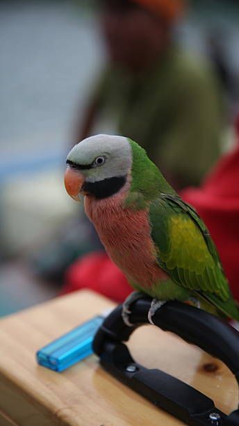 Грижи за папагал - 92236 типа