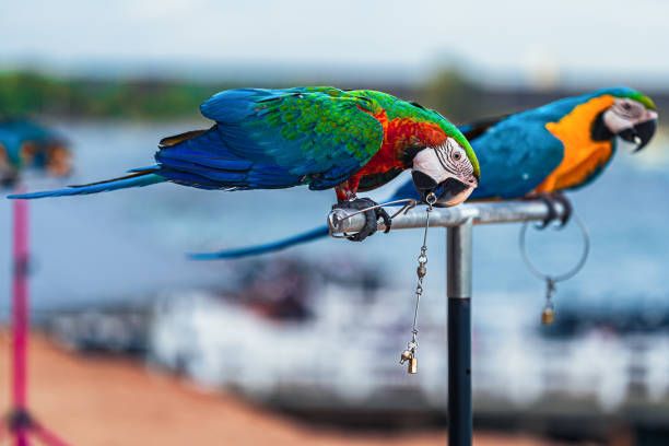 Грижи за папагал - 2010 отстъпки