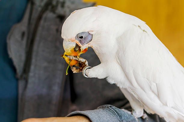 Храна за папагали Жако - 13679 промоции