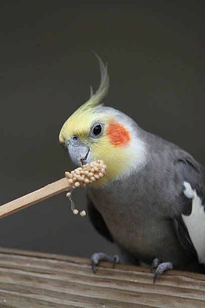 Храна за папагали Жако - 98767 вида