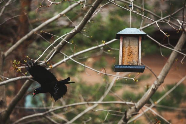 храна за птици на едро - 38019 типа