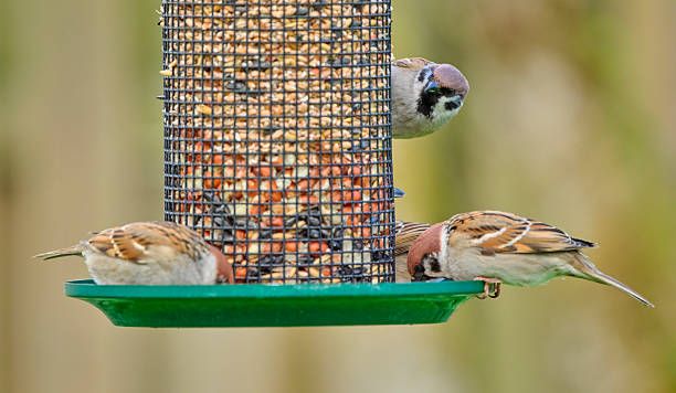 храна за птици на едро - 67158 клиенти