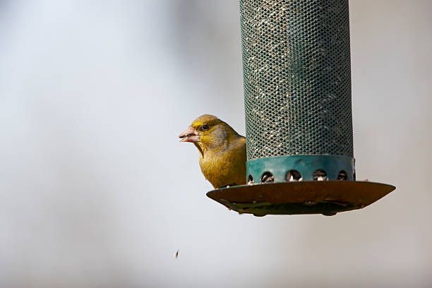 храна за птици на едро - 48407 разновидности