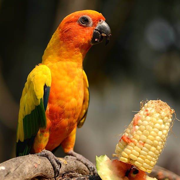 Храна за вълнисти папагали - 14419 новини