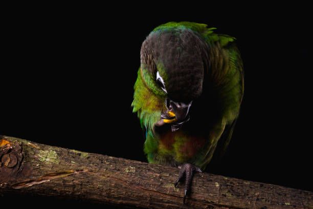 Храна за вълнисти папагали - 36140 бестселъри