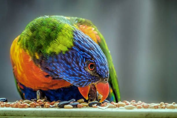 Храна за вълнисти папагали - 5860 снимки