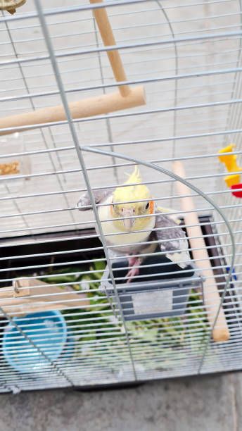 Играчки за вълнисти папагали - 41550 награди