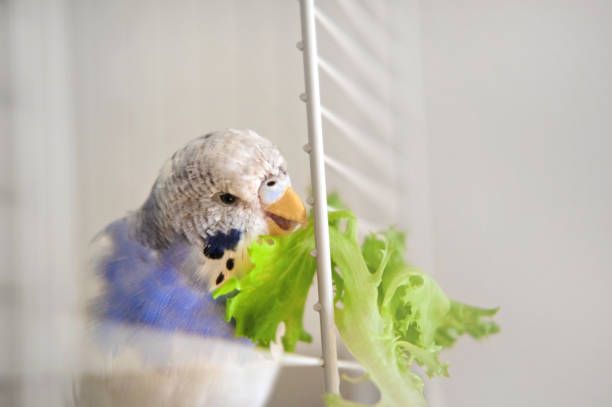 Клетка за вълнисти папагали - 30454 възможности