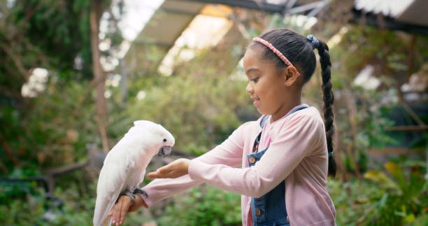 Ръчно хранене на папагали - 64579 клиенти