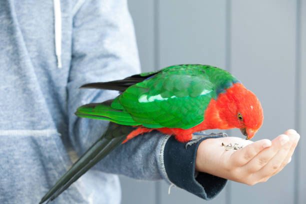 Ръчно хранене на папагали - 29451 цени