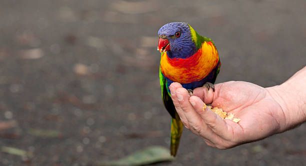 Ръчно хранене на папагали - 98938 постижения