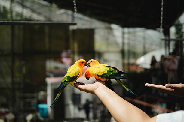 Ръчно хранене на папагали - 19249 варианти