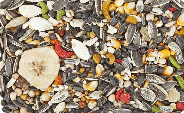 Семена за папагали - 3421 постижения