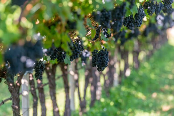 пино ноар - 28640 варианти