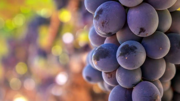 вино санджовезе италия - 25677 комбинации