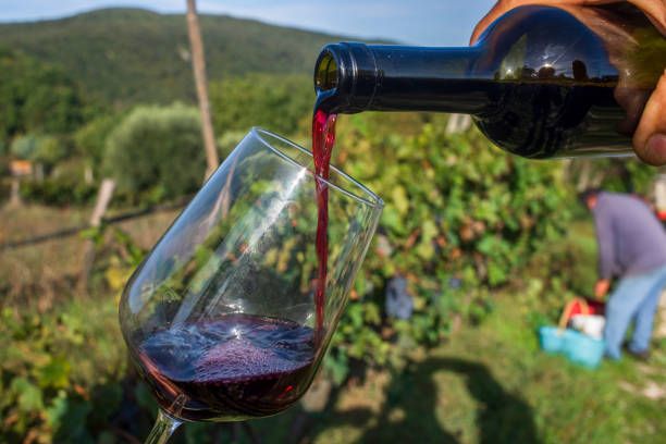 вино сира - 85108 вида