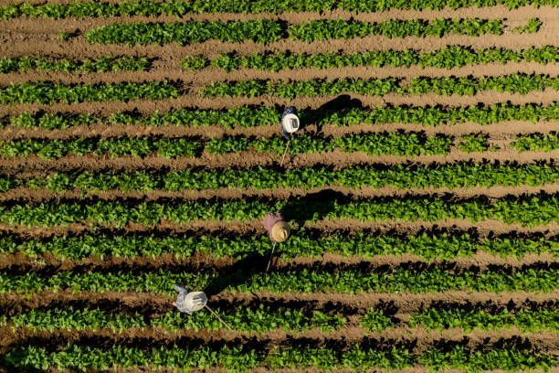 агро новини - 35207 разновидности