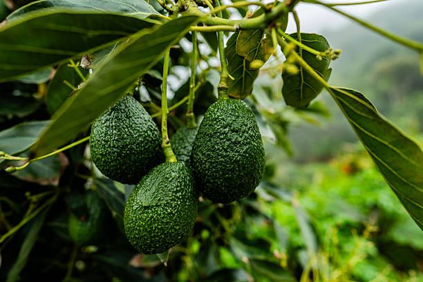 селско стопанство - 24100 разновидности