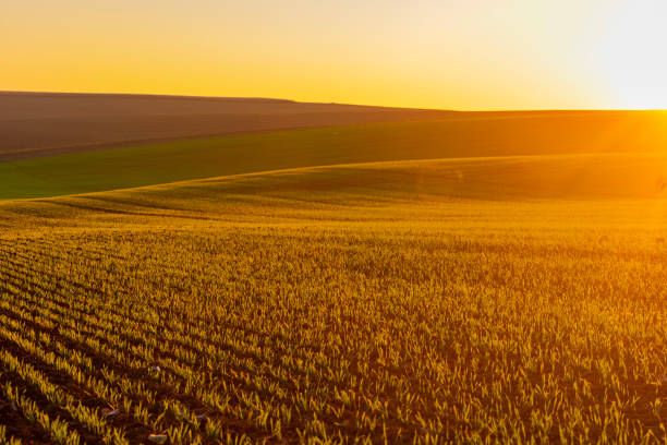 земеделие - 9626 постижения